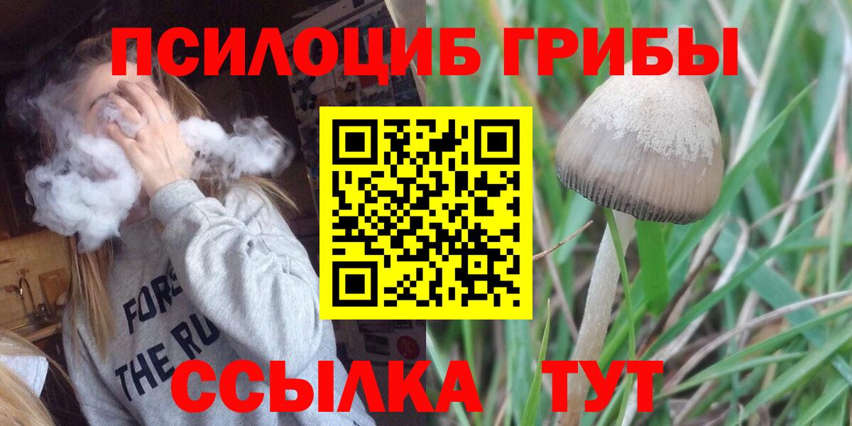 Псилоцибиновые грибы Psilocybe Альметьевск